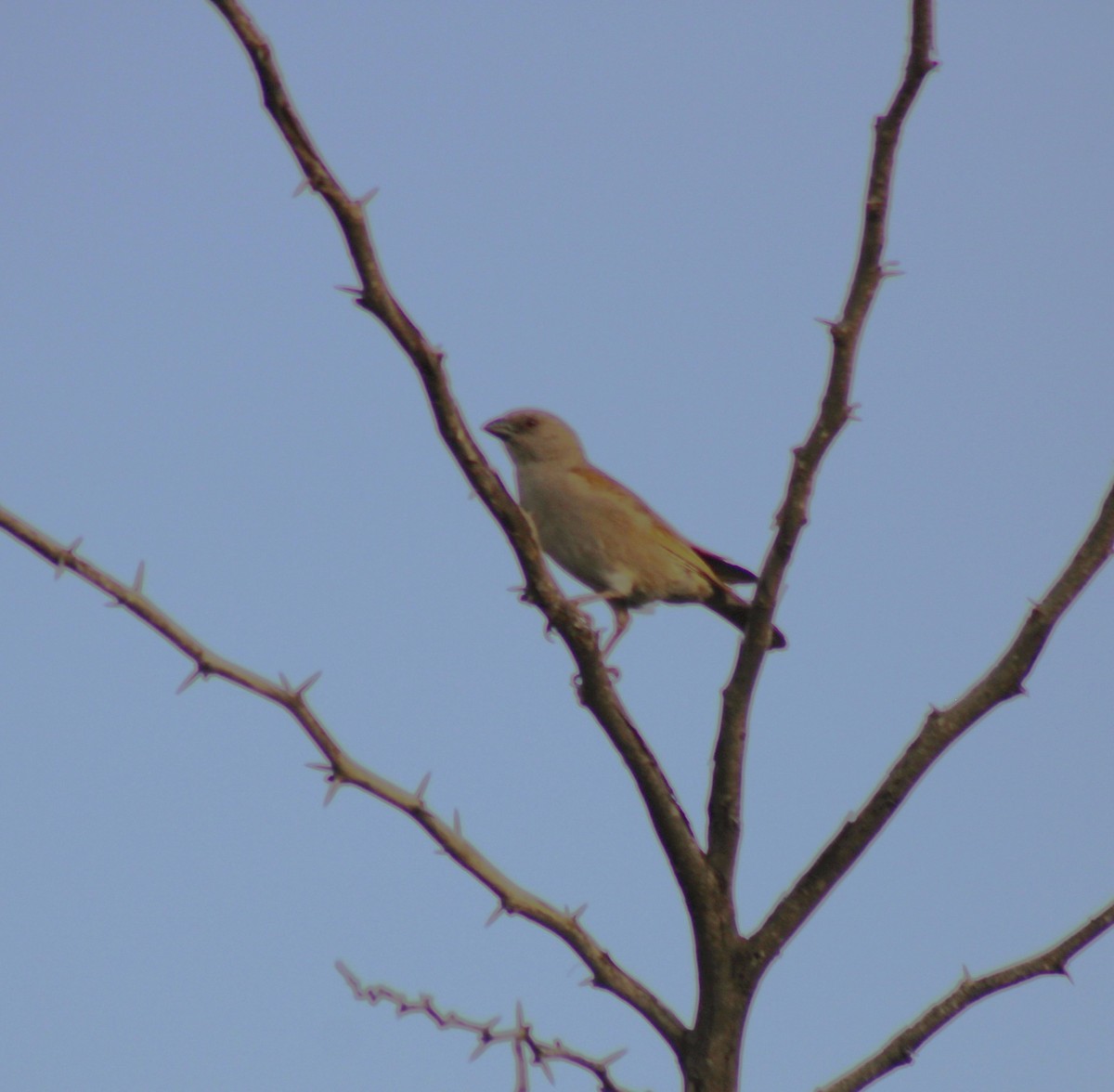 Parrot-billed Sparrow - ML621825918