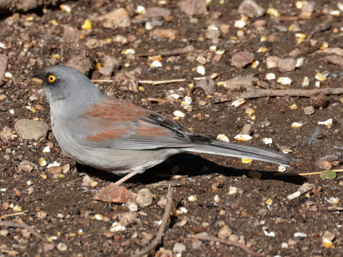 Yellow-eyed Junco - ML621825937