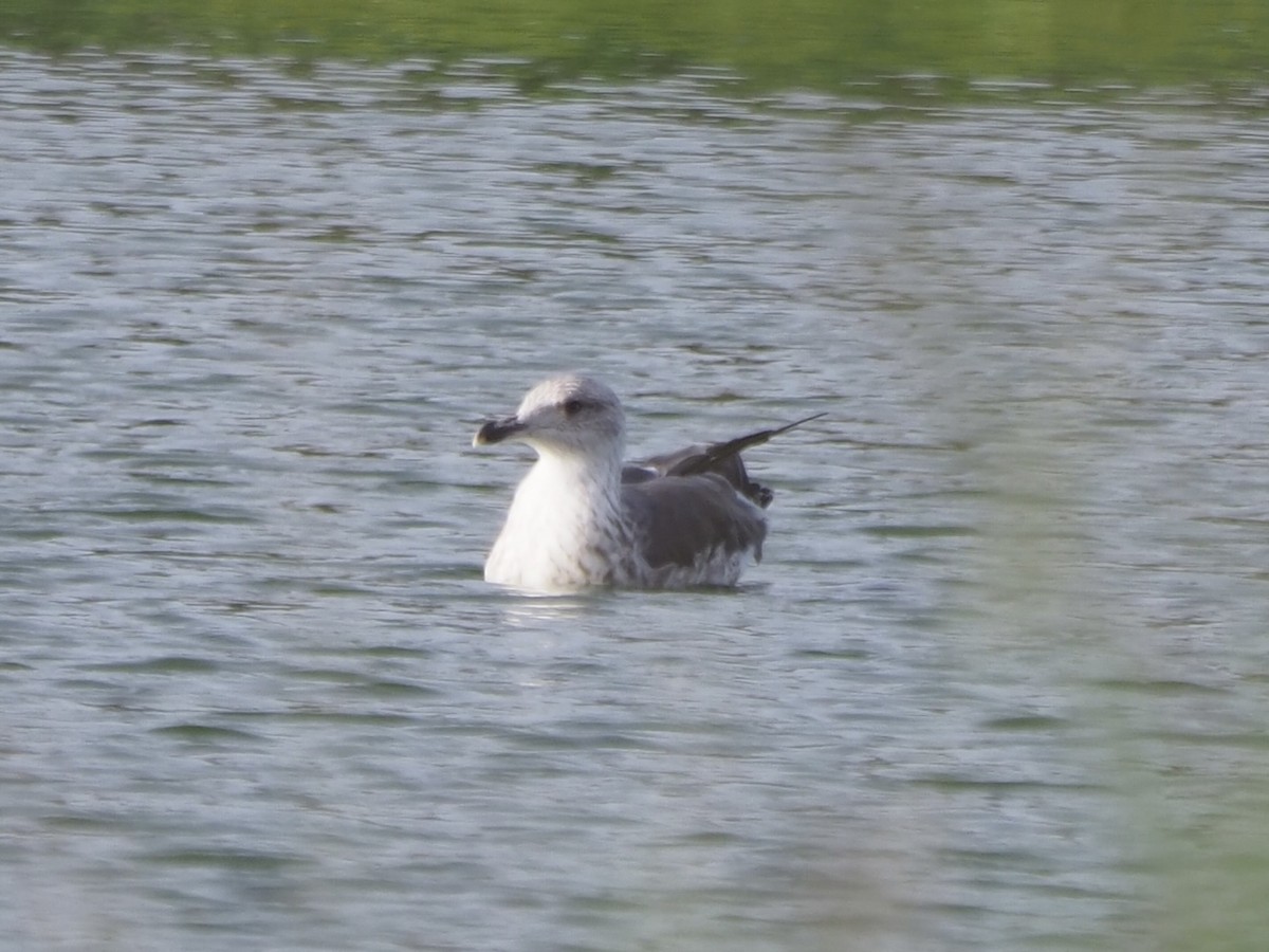 Lesser Black-backed Gull - ML621825956