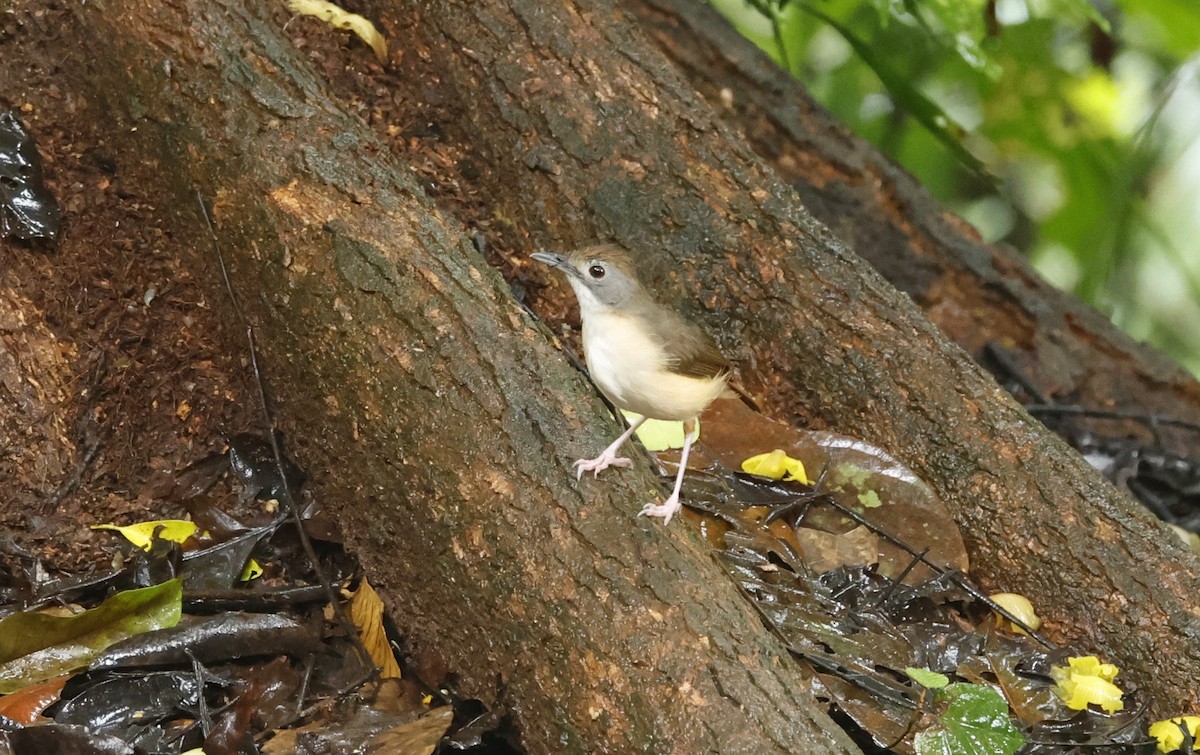 Short-tailed Babbler - Donald Wellmann