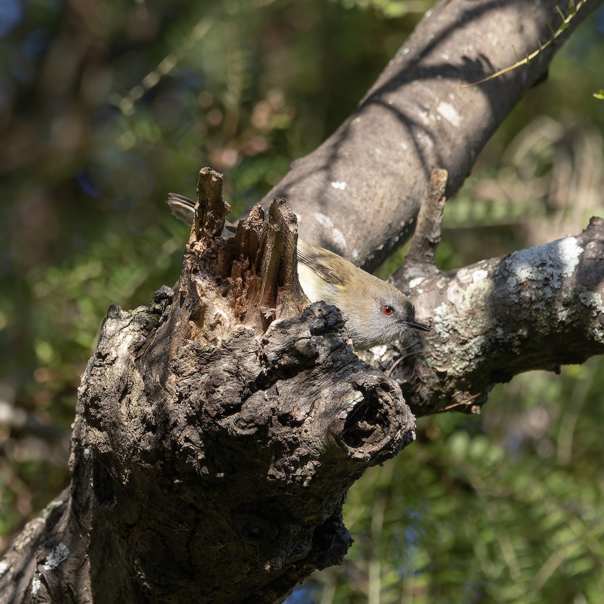 Gray Gerygone - ML621826038