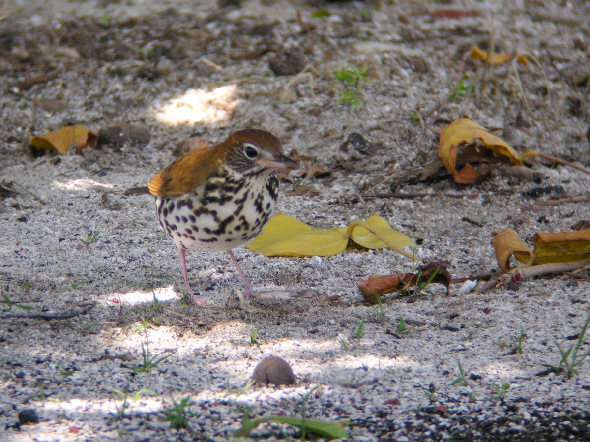 Wood Thrush - ML621826052
