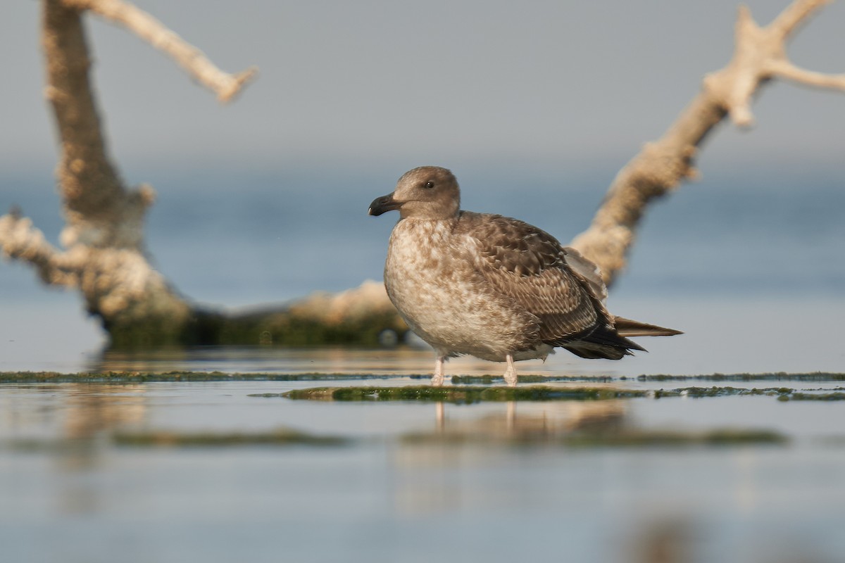 Yellow-footed Gull - ML621826053