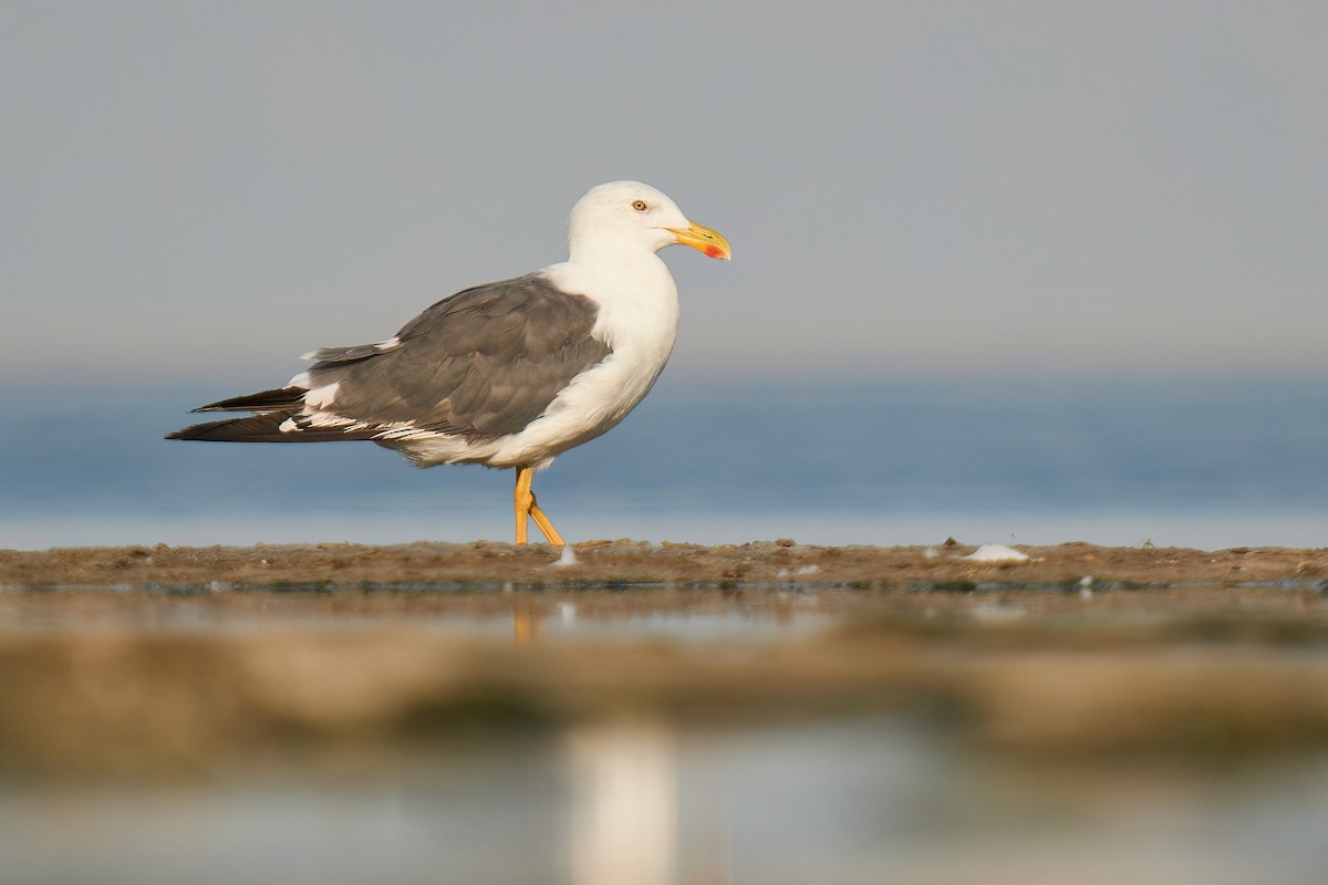 Yellow-footed Gull - ML621826054