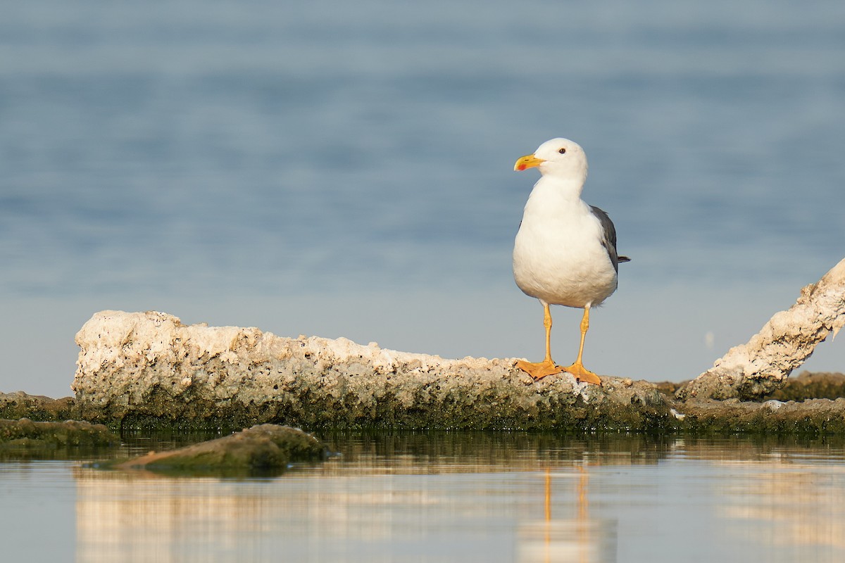Yellow-footed Gull - ML621826055