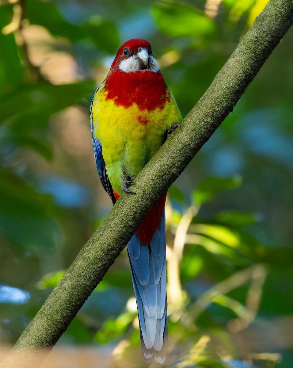 Eastern Rosella - ML621826056