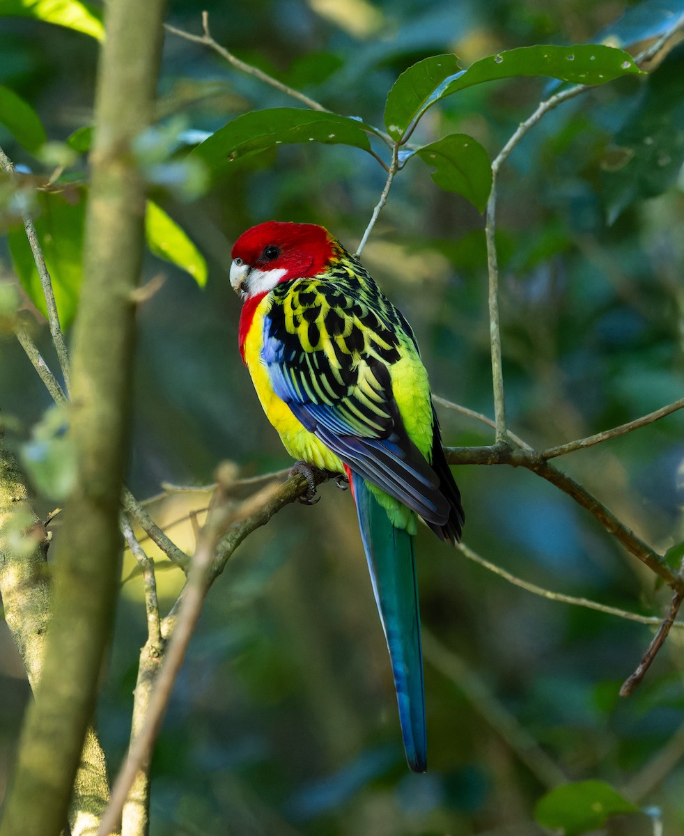 Eastern Rosella - ML621826057