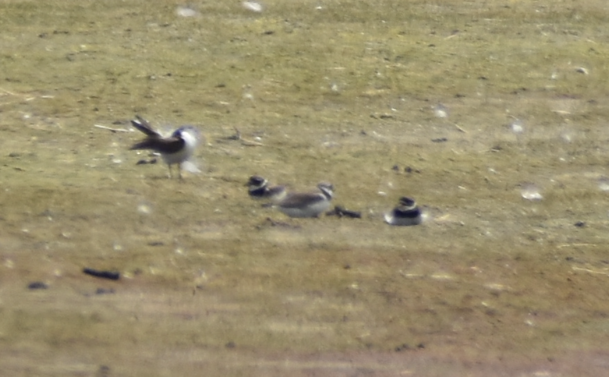 Semipalmated Plover - ML621826078