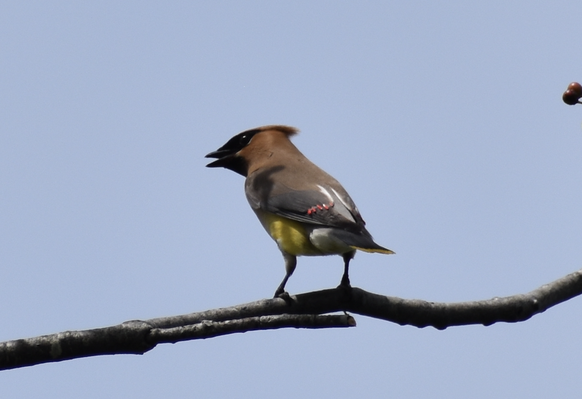 Cedar Waxwing - ML621826091