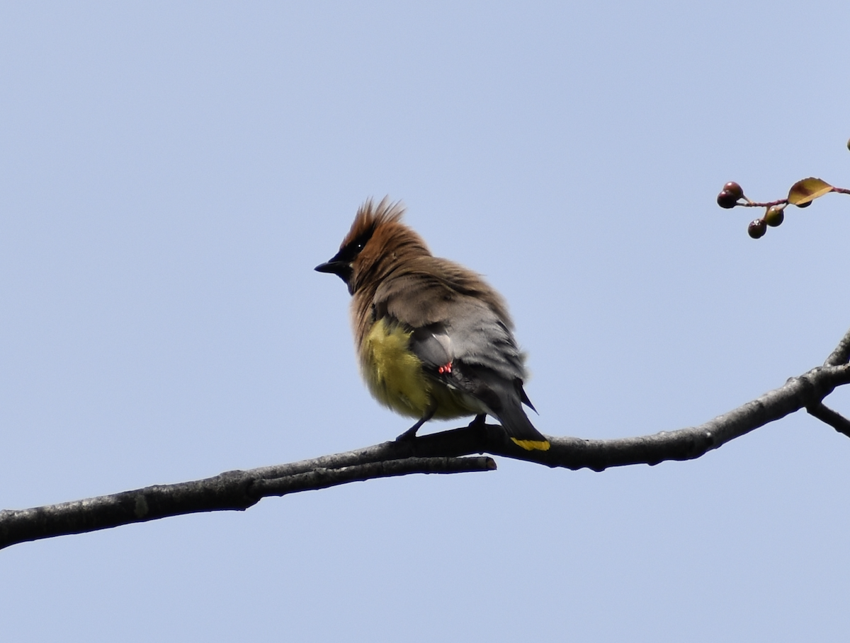 Cedar Waxwing - ML621826098