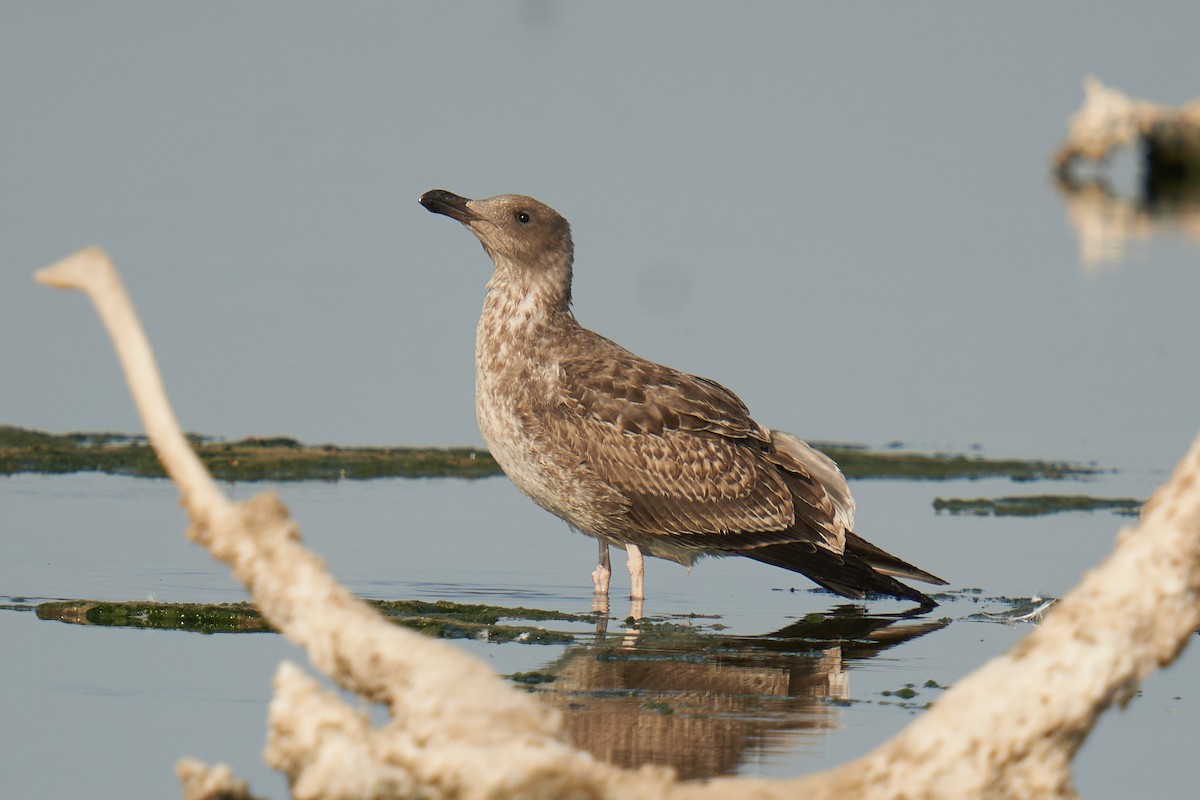 Yellow-footed Gull - ML621826134
