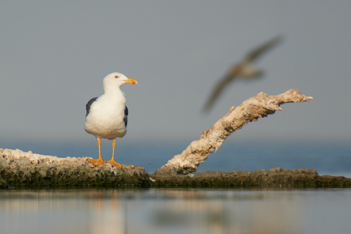 Yellow-footed Gull - ML621826136