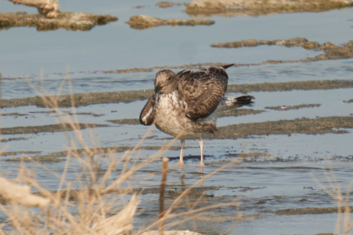 Yellow-footed Gull - ML621826179