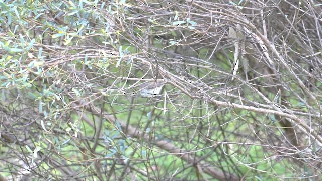 Inland Thornbill - ML621826191