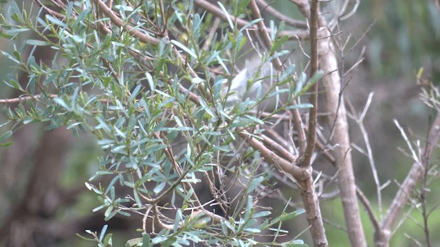 Western Gerygone - ML621826195