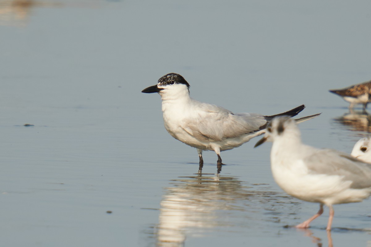 Gull-billed Tern - ML621826196