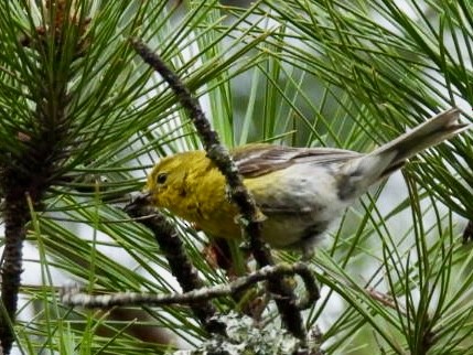 Pine Warbler - ML621826216