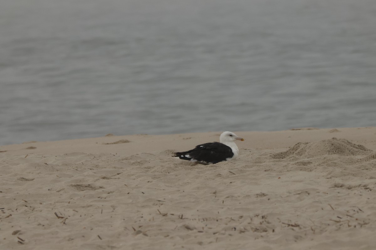 Great Black-backed Gull - ML621826240