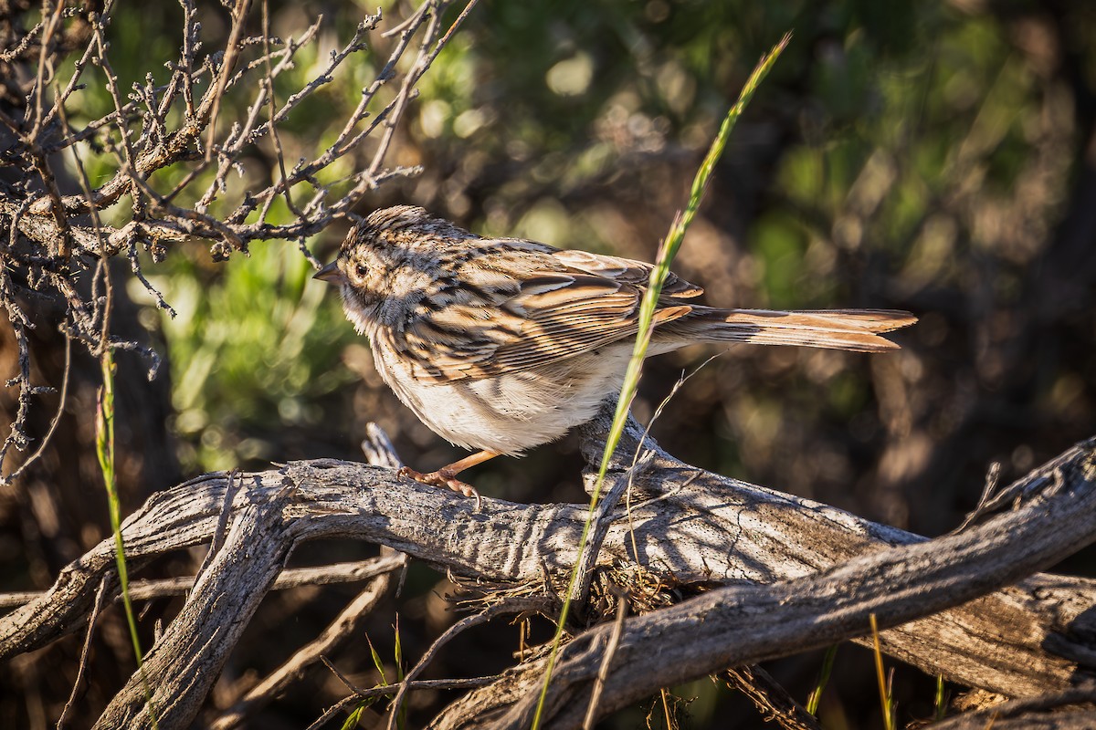 Brewer's Sparrow - ML621826306