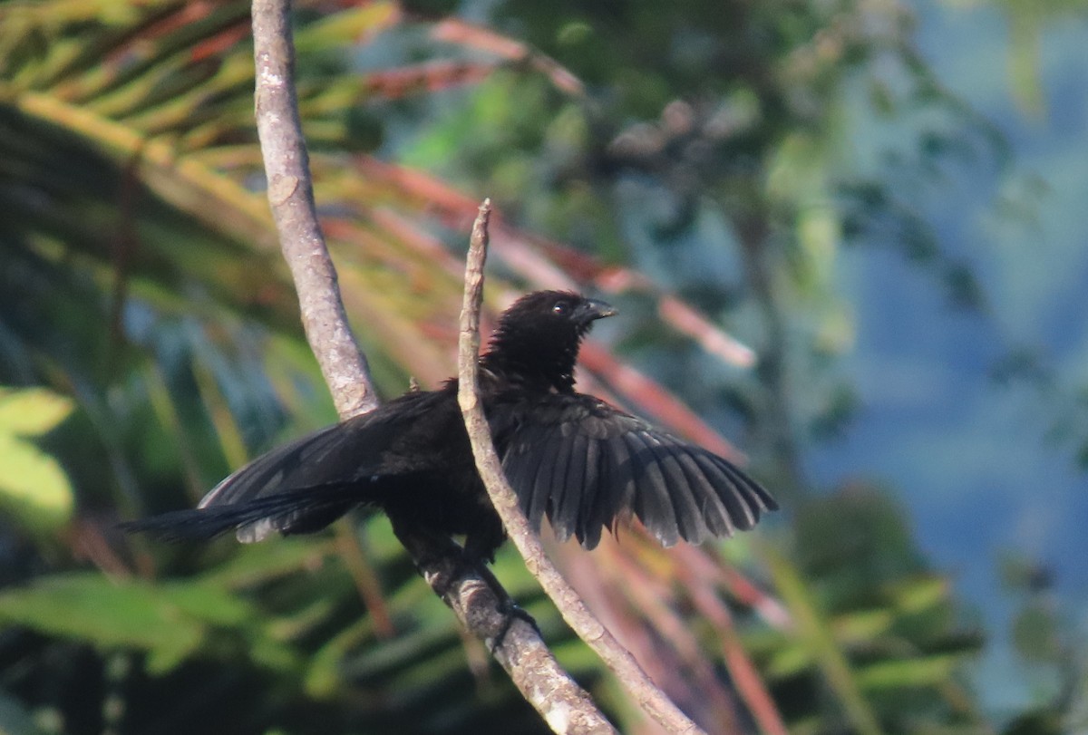 Lesser Black Coucal - ML621826345