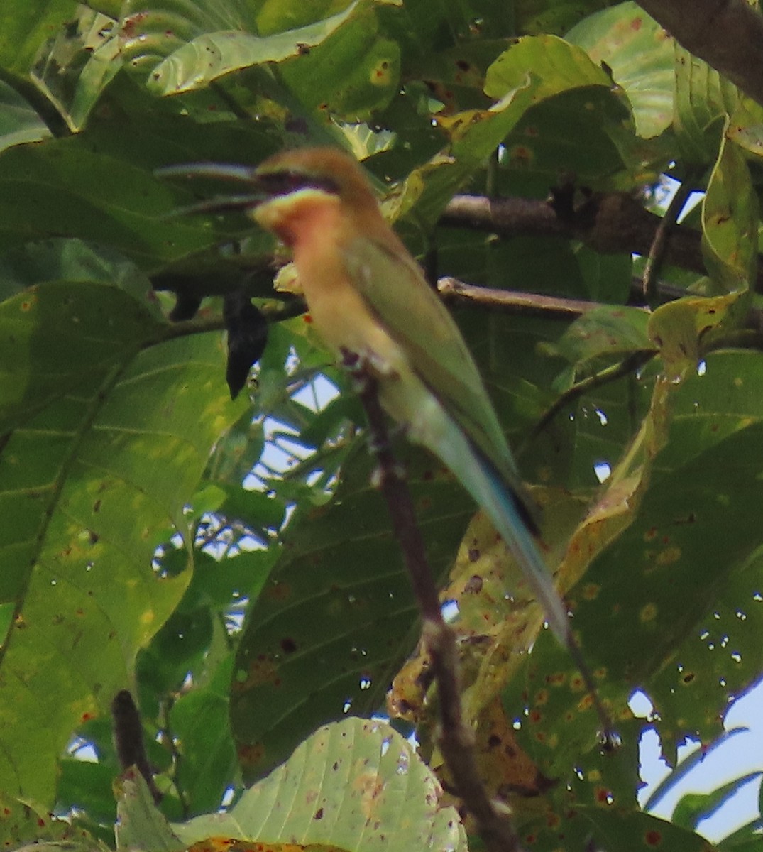 Blue-tailed Bee-eater - ML621826357