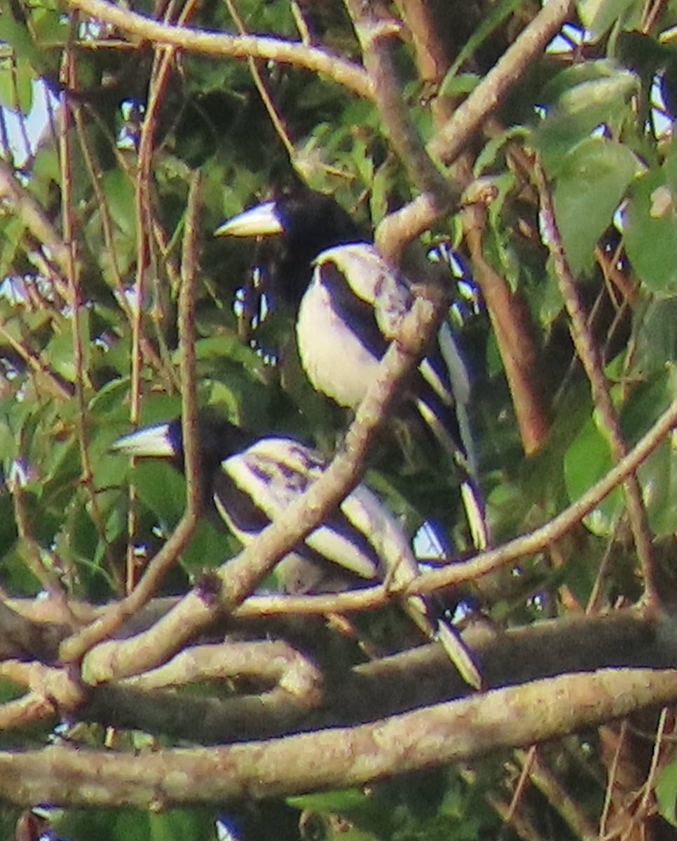 Hooded Butcherbird - ML621826363