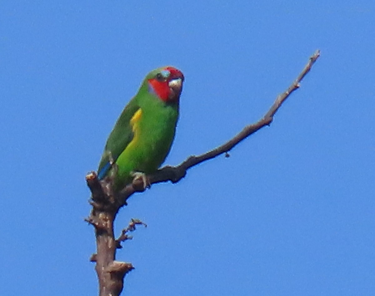 Double-eyed Fig-Parrot - ML621826486