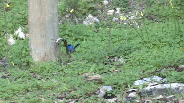 Splendid Fairywren - ML621826491