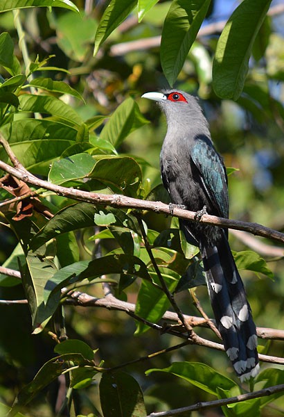 Black-bellied Malkoha - ML62182661