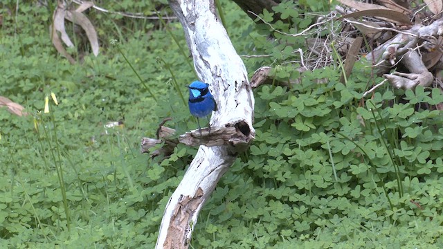 Splendid Fairywren - ML621826616