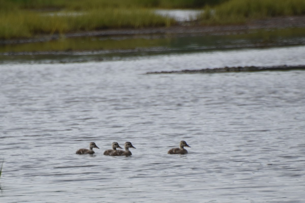 Gadwall - ML621826633