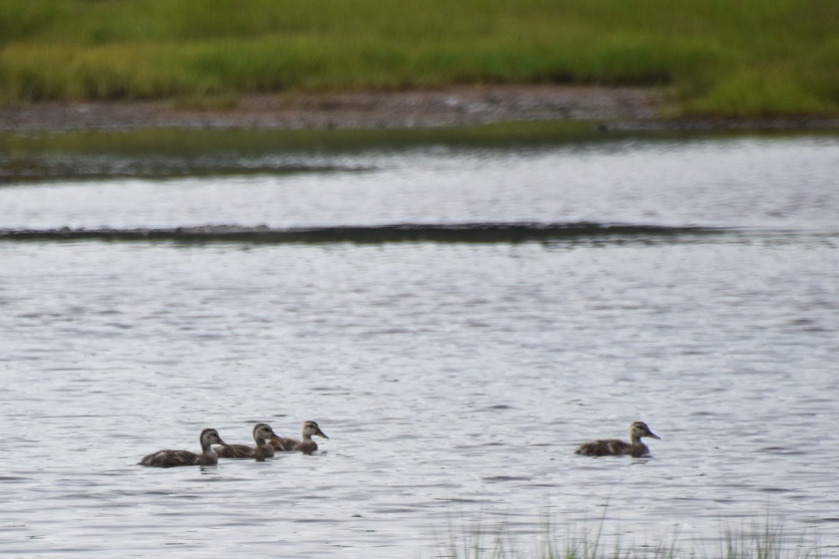 Gadwall - ML621826634