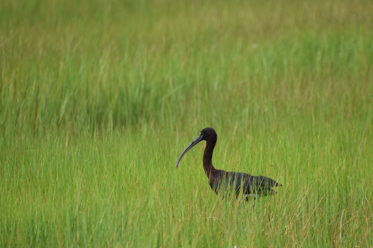 Glossy Ibis - ML621826648