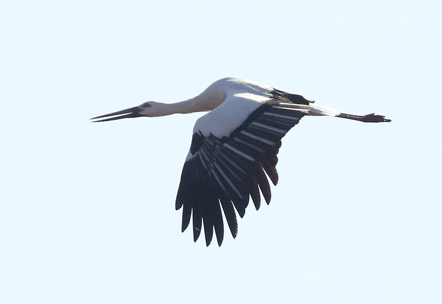 Oriental Stork - ML621826649