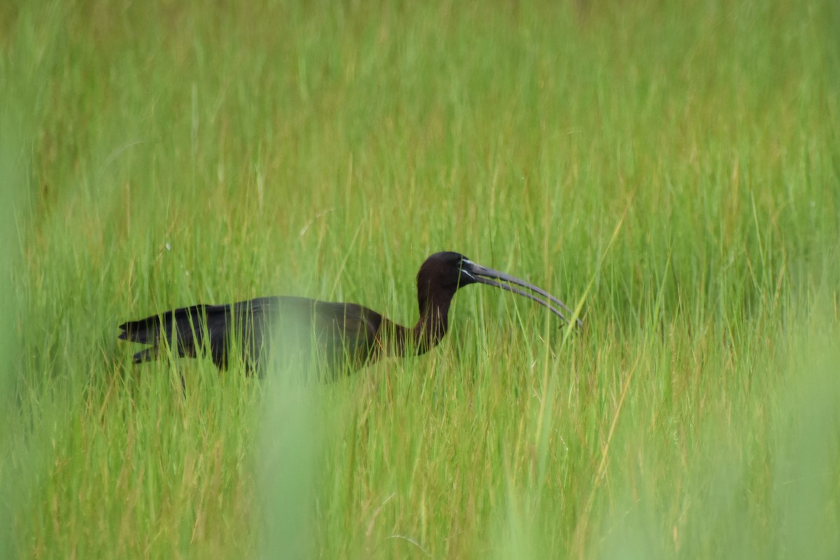 Glossy Ibis - ML621826651