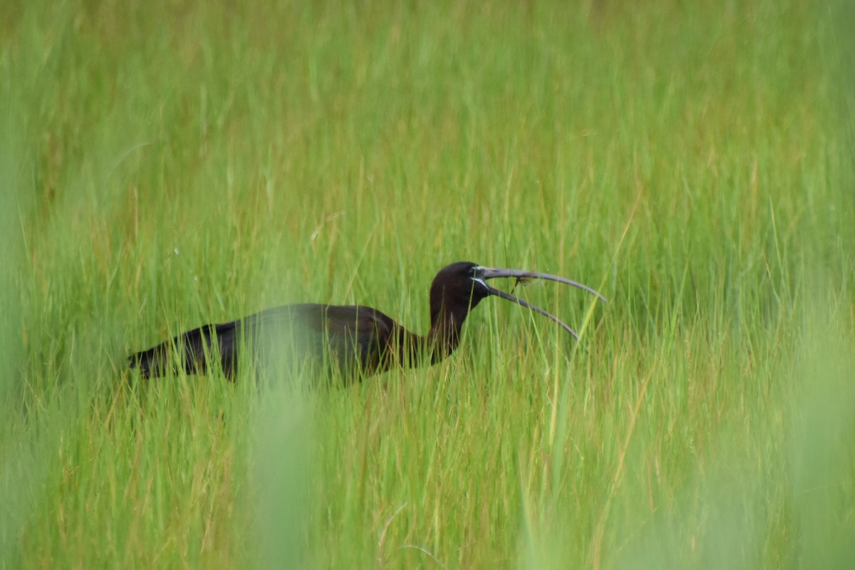 Glossy Ibis - ML621826660