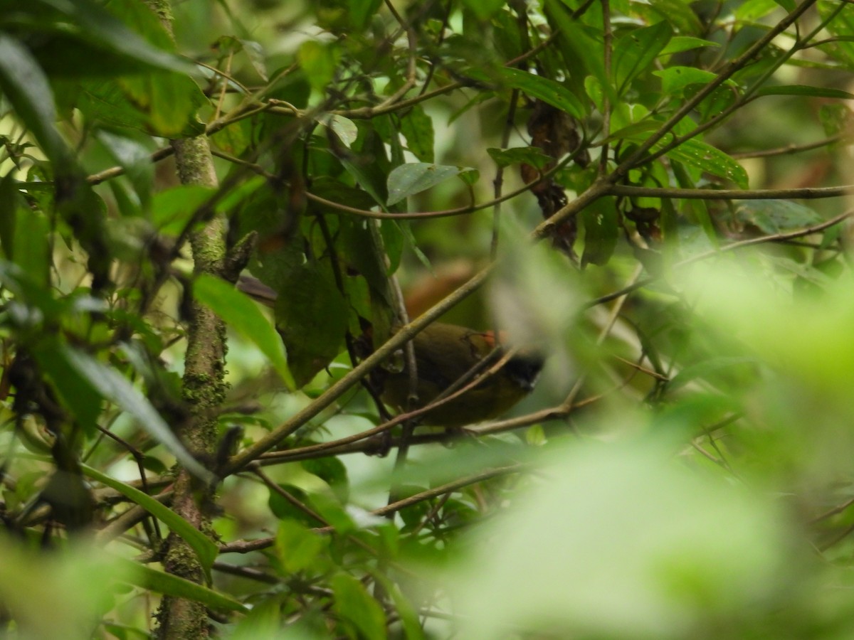 Moustached Brushfinch - ML621826663