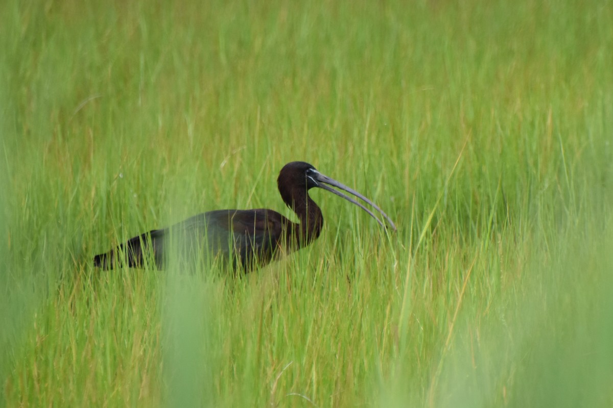 Glossy Ibis - ML621826667