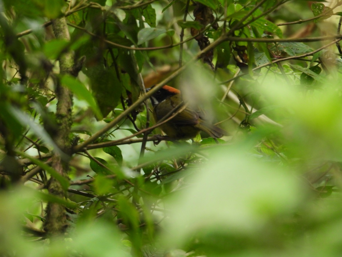 Moustached Brushfinch - ML621826670