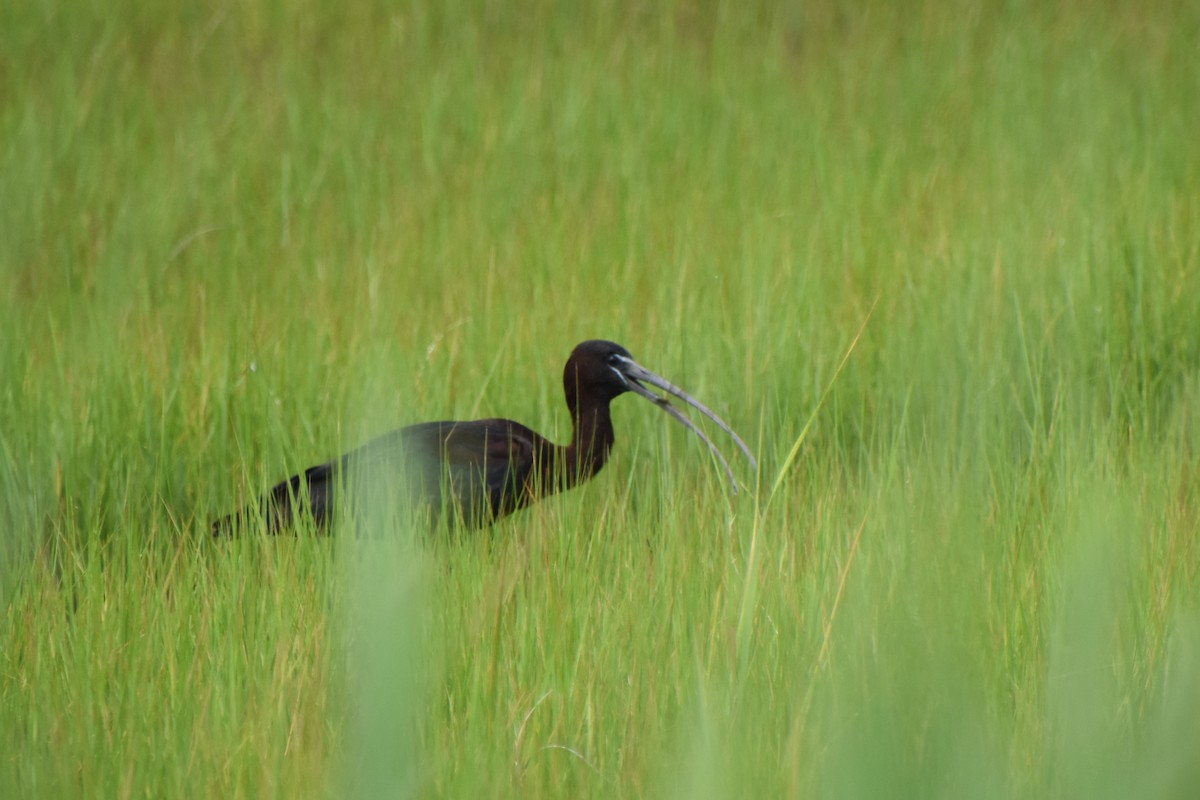 Glossy Ibis - ML621826671