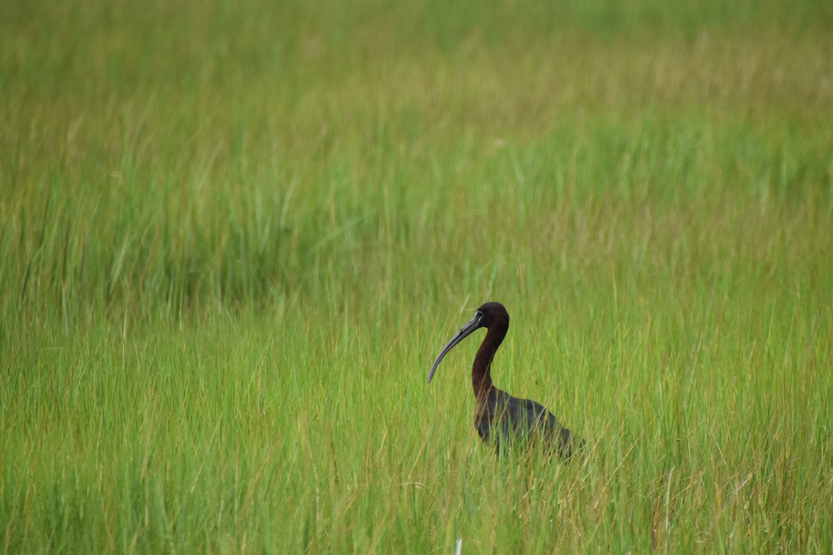 Glossy Ibis - ML621826681