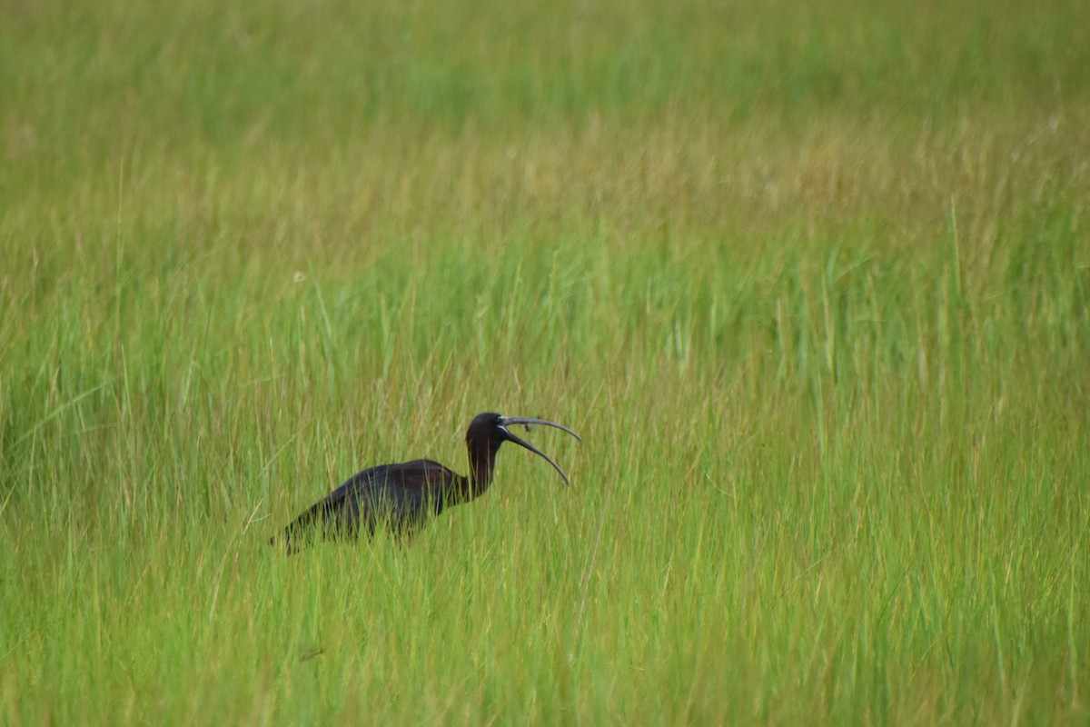 Glossy Ibis - ML621826690