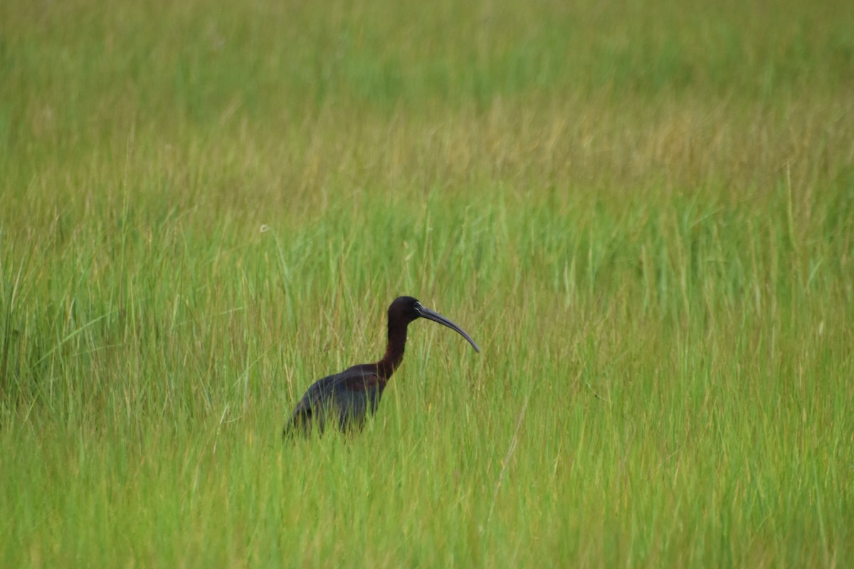 Glossy Ibis - Valerie Burdette