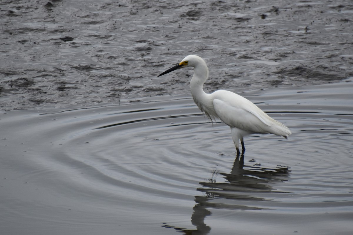 Snowy Egret - ML621826749