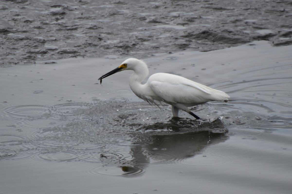 Snowy Egret - ML621826759