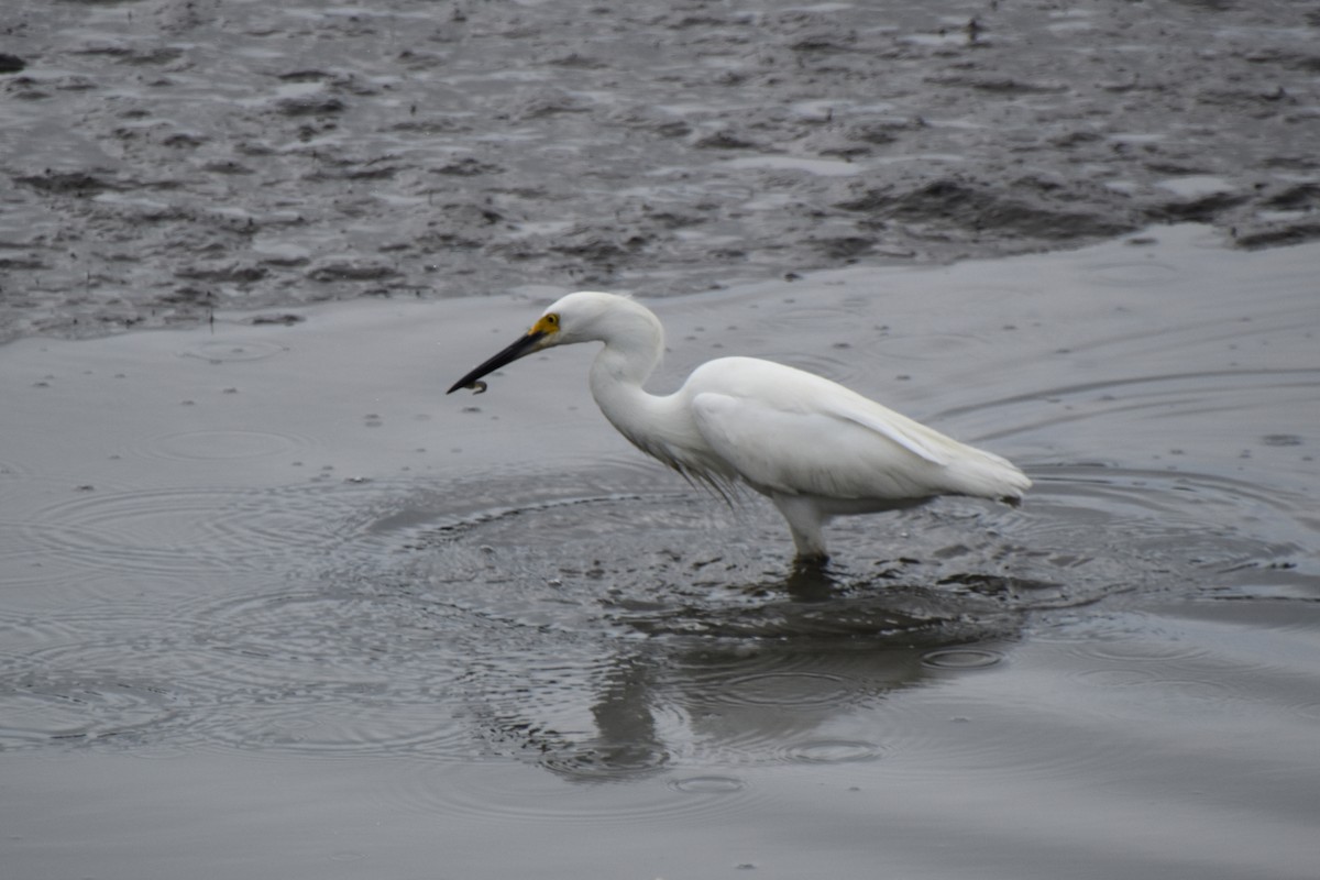 Snowy Egret - ML621826762