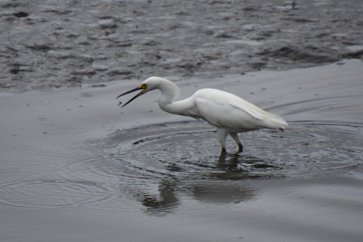 Snowy Egret - ML621826766