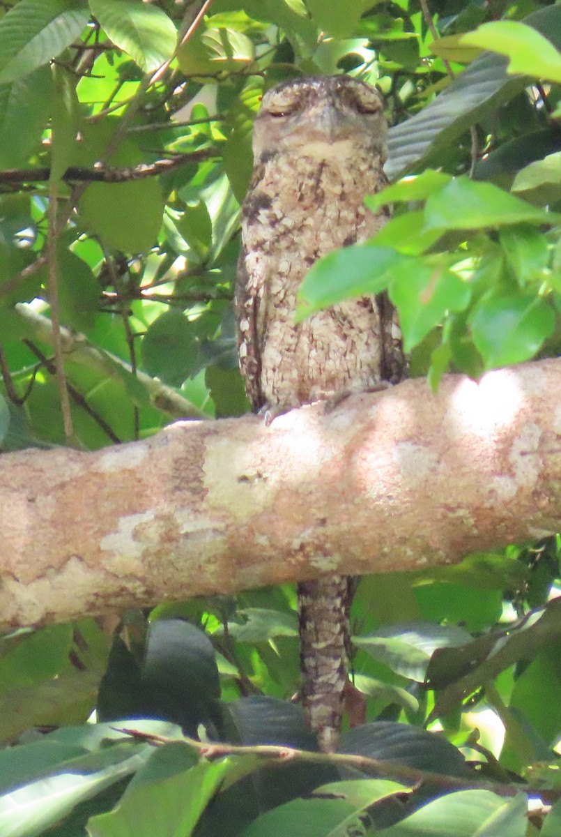 Papuan Frogmouth - ML621826767