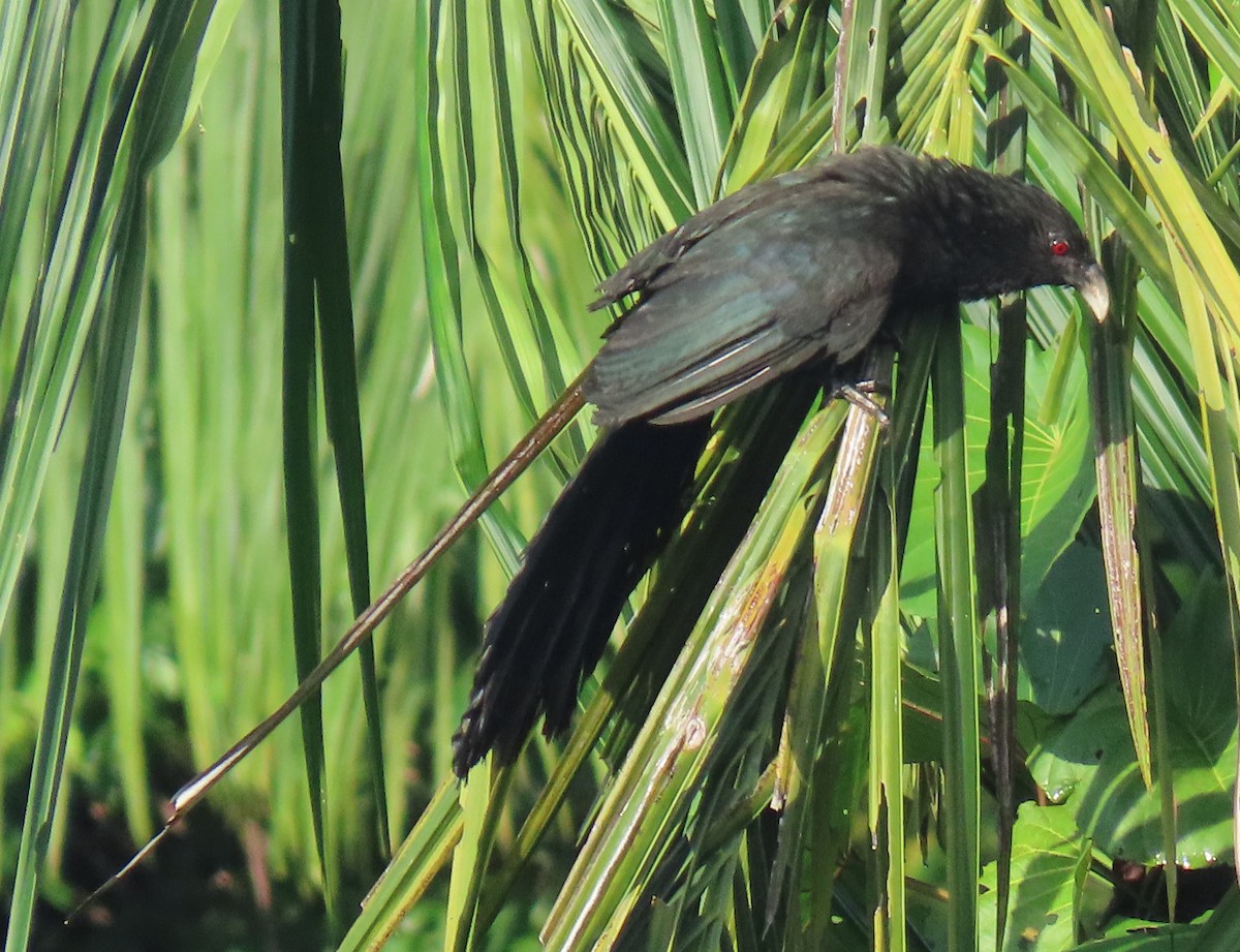 Pacific Koel - ML621826788