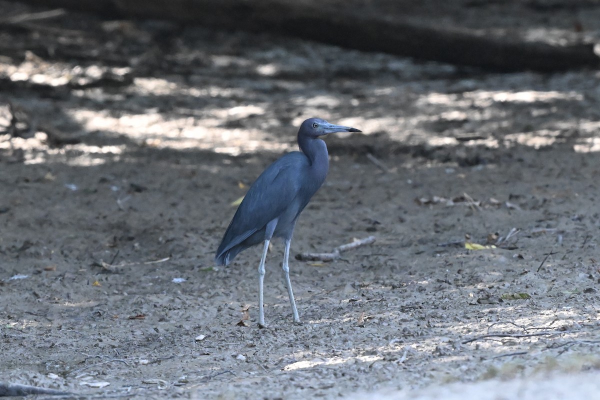 Little Blue Heron - ML621826791